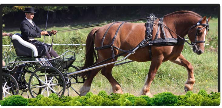 Cheval Centaure Haute Correze