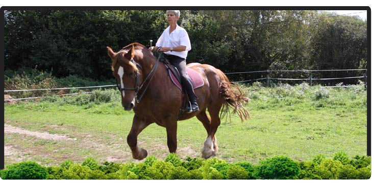 Cheval Centaure Haute Correze