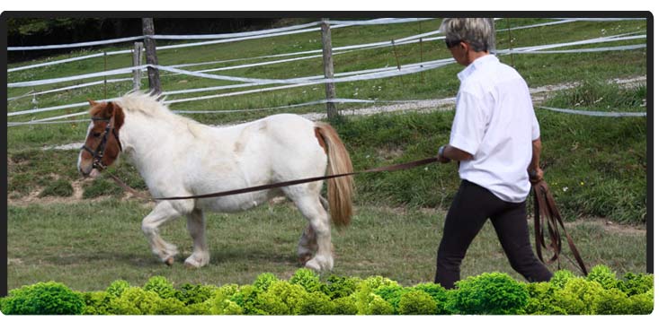 Cheval Centaure Haute Correze