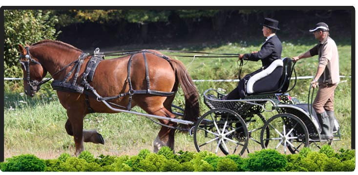 Cheval Centaure Haute Correze