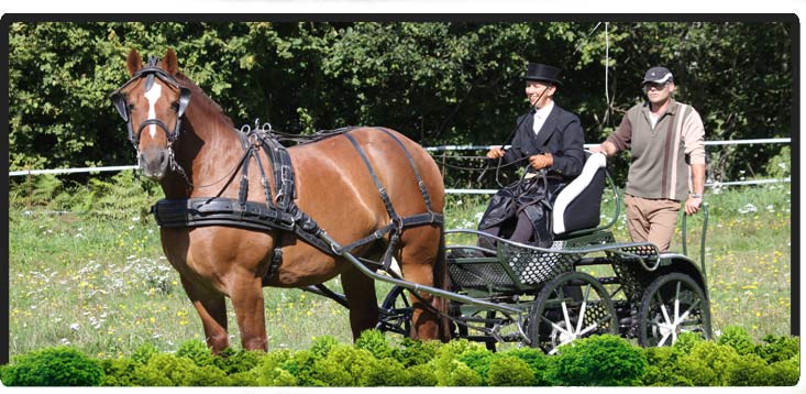 Cheval Centaure Haute Correze