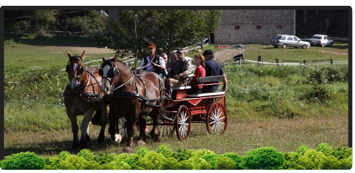 Cheval Centaure Haute Correze