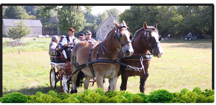 Cheval Centaure Haute Correze