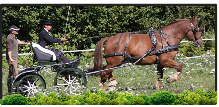 Cheval Centaure Haute Correze