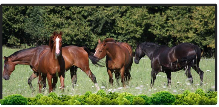 Cheval Centaure Haute Correze