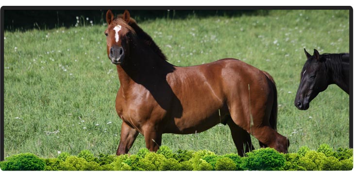 Cheval Centaure Haute Correze