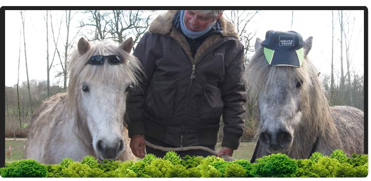 Cheval Centaure Haute Correze