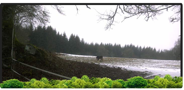 Cheval Centaure Haute Correze
