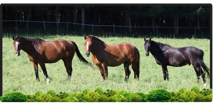 Cheval Centaure Haute Correze