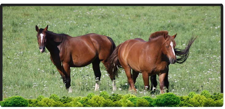 Cheval Centaure Haute Correze
