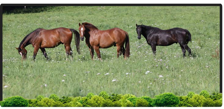 Cheval Centaure Haute Correze