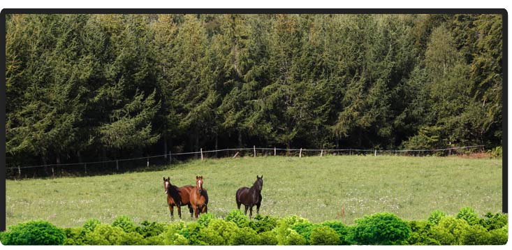Cheval Centaure Haute Correze