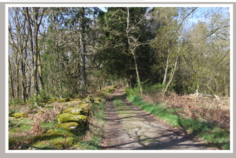 Cheval Centaure Haute Correze