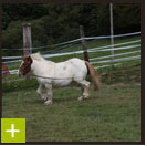 Formation &agrave; l'attelage - Cheval Centaure Haute Correze