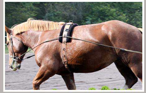 Cheval Centaure Haute Correze