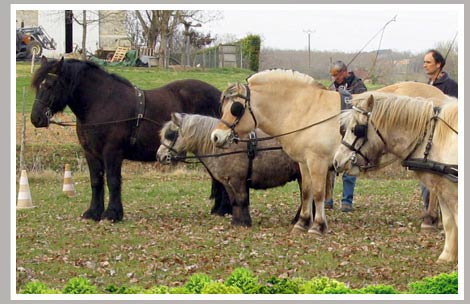 Cheval Centaure Haute Correze