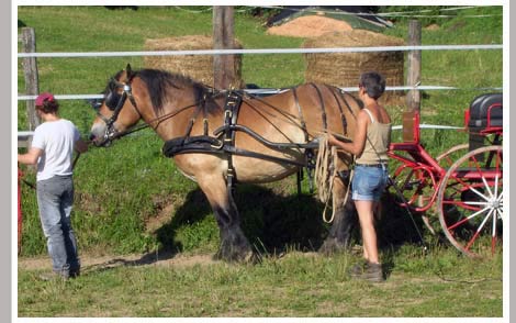 Cheval Centaure Haute Correze