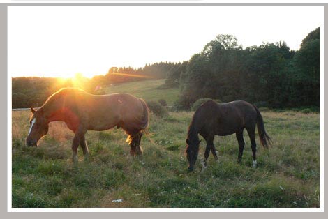 Cheval Centaure Haute Correze