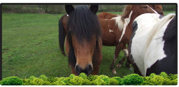 Cheval Centaure Haute Correze