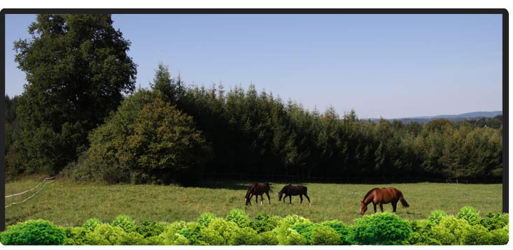 Cheval Centaure Haute Correze
