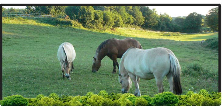 Cheval Centaure Haute Correze