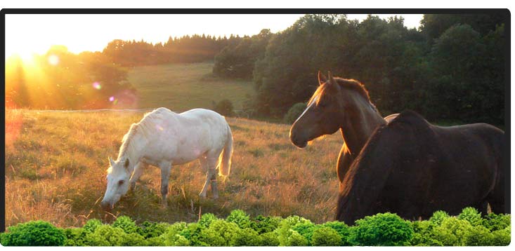 Cheval Centaure Haute Correze