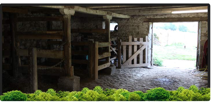 Cheval Centaure Haute Correze